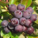 Mountain ash and other varieties