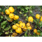 Chaenomeles and pseudo-quince