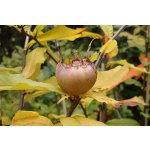 Medlars