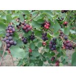 Saskatoonberry