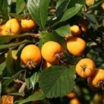 Large-fruited hawthorns