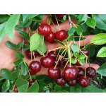 Sour-cherry