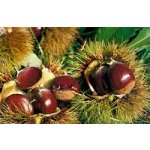 Sweet chestnut