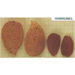 Almond