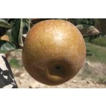 Old varieties of fruit trees