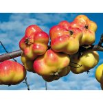 Apples old varieties