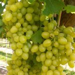 Vines