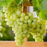 Seedless grape varieties