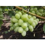 The table grape varieties