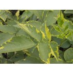 Medicinal woody plants