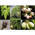 Deciduous tree species