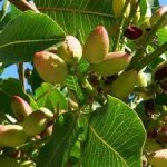 Pistacia - pistachio