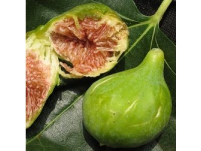 SPECIALTIES AND RARITIES