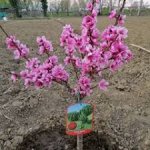 Mini peaches and mini nectarines