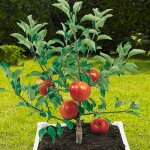 Mini apple trees and columnar varieties