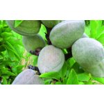 Mini almonds and mini walnuts