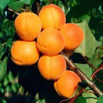 Mini apricots