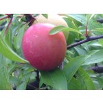 Miniplums and columnar varieties