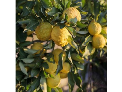 Hardy citrus