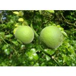 Botanical citrus - hardy citrus