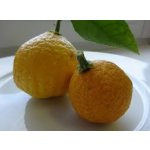 Frost-resistant hybrids - hardy citrus