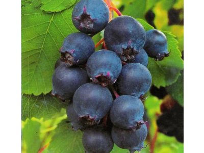 CLASSIC FRUIT trees and shrubs