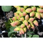 Pistacia - pistachos - botanical