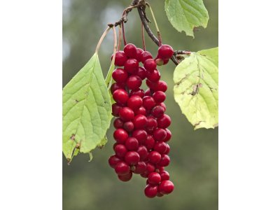 MEDICINAL PLANTS AND WOODS