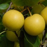 Asian pear trees