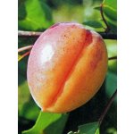Apricots
