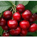 Cherries