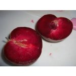 Interspecific hybrids