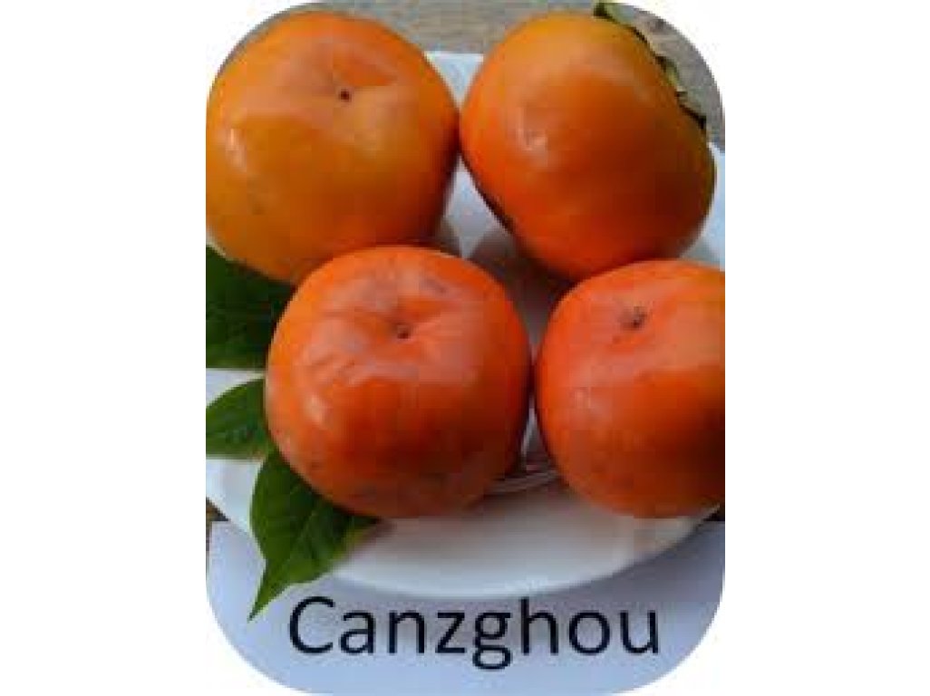 Diospyros kaki ´Cangzhou´ - japanese persimmon/ diospyros lotus