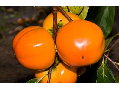 Diospyros kaki ´Hana Fuyu´ - japanese persimmon/ diospyros virginiana /Tree expedition July 2026