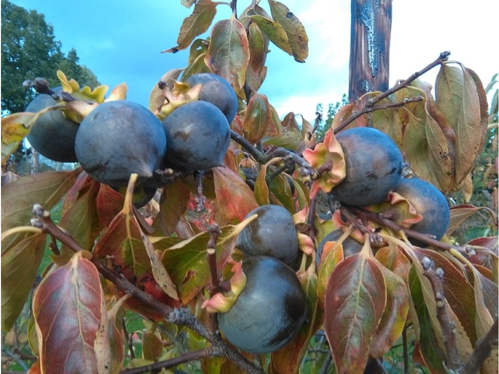 Diospyros kaki ´Kuro Gaki´ - black Japanese persimmon MEGARARITY