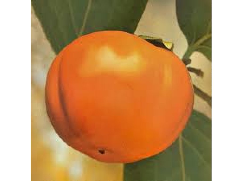Diospyros kaki 'Maxim' - japanese persimmon