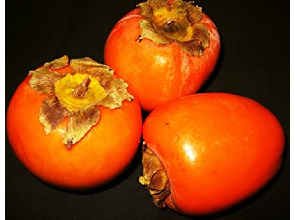 Diospyros kaki ´Sharon´ - japanese persimmon/ diospyros lotus