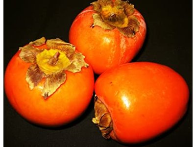 Diospyros kaki ´Sharon´ - japanese persimmon/ diospyros lotus