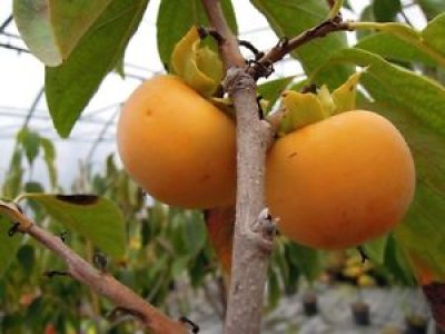 Diospyros kaki 'Tipo' - japanese persimmon