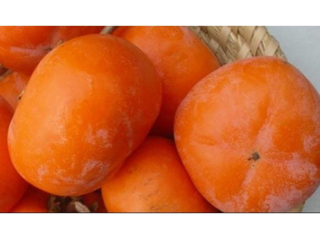 Diospyros kaki 'Tone Wase' - japanese persimmon/ diospyros lotus