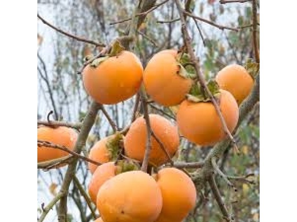Diospyros kaki ´Vaniglia´ - japanese persimmon/ diospyros lotus