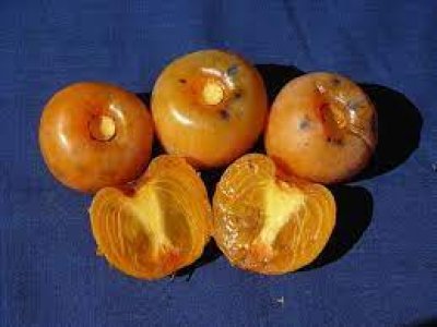 Diospyros virginiana ´Campbell´s NC-10´