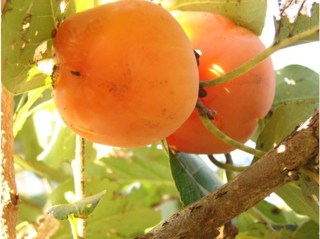 Diospyros virginiana ´Prok´ - hardy persimmon /diospyros lotus
