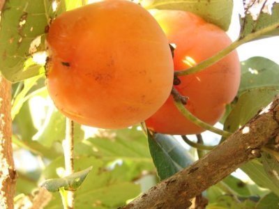 Diospyros virginiana ´Prok´ - hardy persimmon /diospyros lotus