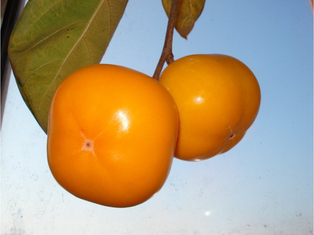Diospyros x hybrida ´Mount Roman Kos´ - hardy persimmon /diospyros virginiana /Tree expedition July 2026