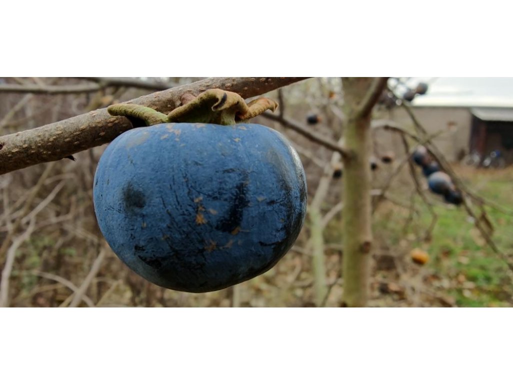 Diospyros x hybrida 'Nikitas Gift' (NB-No2) - hardy persimmon /SUMMER 2026/