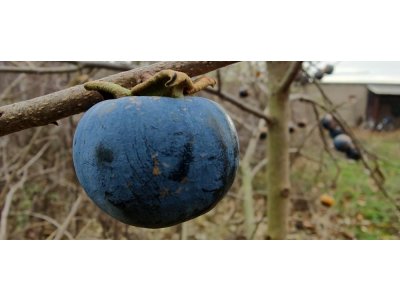 Diospyros x hybrida 'Nikitas Gift' (NB-No2) - hardy persimmon /SUMMER 2026/