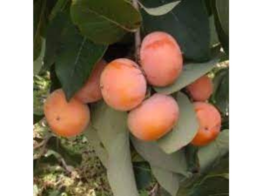 Diospyros x hybrida ´God´s Gift ´ syn. ´Bozi Dar´ - hardy persimmon /diospyros lotus /SUMMER 2026/