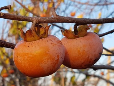 Diospyros x hybrida ´Rosseyanka´ - hardy persimmon/ diospyros lotus