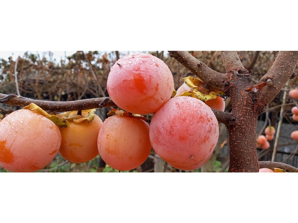 Diospyros x hybrida ´Sosnovskaya´ - hardy persimmon/ diospyros lotus
